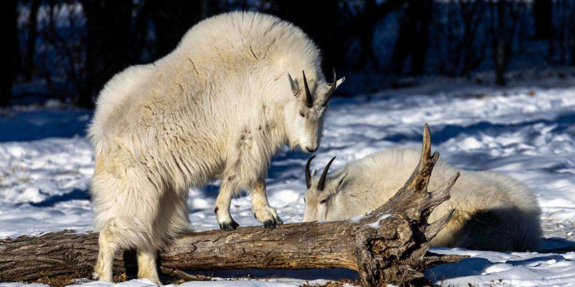 Grizzly Bear in Assiniboine Park
